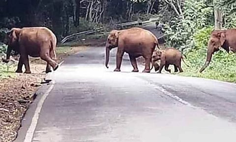 உடுமலை-மூணாறு சாலையில் காட்டு யானைகள் நடமாட்டம் அதிகரிப்பு- வனத்துறையினர் எச்சரிக்கை