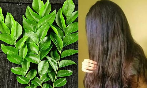 முடி அதிகமாக வளர கொய்யா இலை ஹேர்பேக்