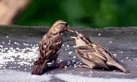 சிட்டுக் குருவிகளை பாதுகாக்க அனைவரும் உறுதியேற்போம்..