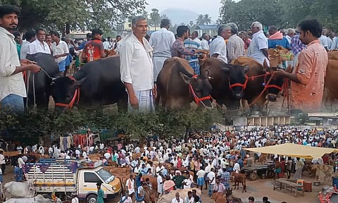 தேர்தல் பறக்கும் படை: மாட்டு வியாபாரிகள் வரத்து குறைவால் மாடுகள் வியாபாரம் மந்தம்