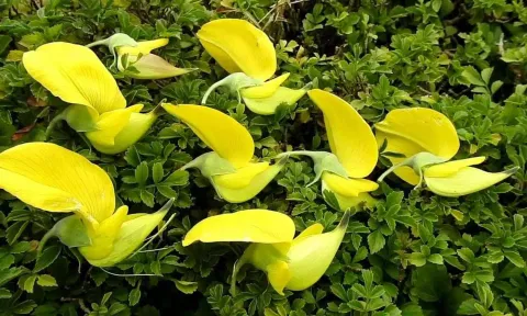 கொடைக்கானல் பிரையண்ட் பூங்காவில் பூத்துக்குலுங்கும் மஞ்சள் நிற குருவி மலர்கள்