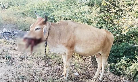 மர்ம பொருள் வெடித்து பசுமாடு வாய் கிழிந்தது