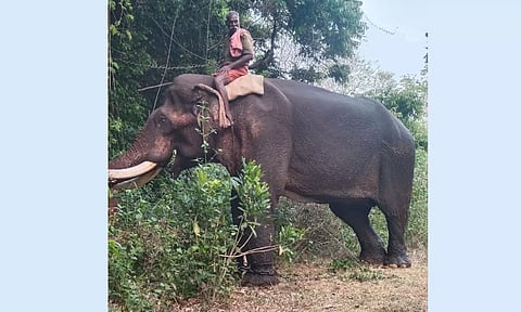 தண்ணீர் தட்டுப்பாடு: டாப்சிலிப் முகாமில் இருந்து 3 யானைகள் இடமாற்றம்