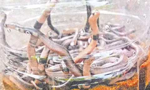 மாட்டு தொழுவத்தில் 52 குட்டிகளுடன் பதுங்கியிருந்த ராஜநாகம்