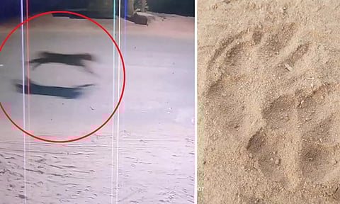 சிறுத்தை நடமாட்டத்தால் பொதுமக்கள் பீதி- தனியார் பள்ளிக்கு விடுமுறை