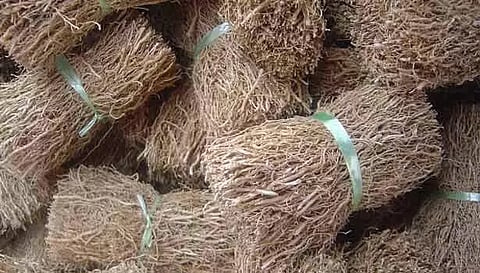 மகத்துவம் மிக்க வெட்டிவேர்