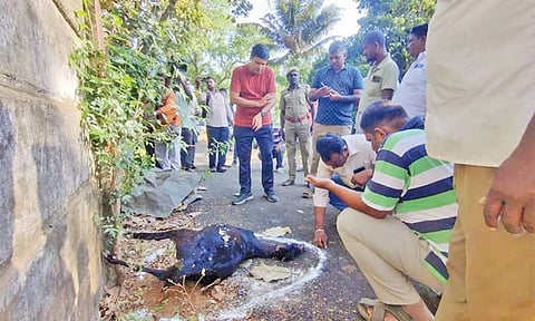 சித்தர்காடு பகுதியில் மர்மமான முறையில் இறந்து கிடந்த ஆட்டை வனத்துறை, கால்நடை டாக்டர்கள் பரிசோதிக்கும் காட்சி.