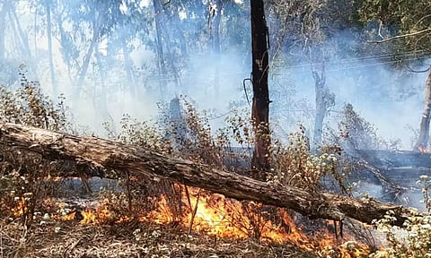 கொடைக்கானலில் தொடரும் சம்பவம்: காட்டுத்தீயில் சிக்கி மின் வயர்கள் எரிந்து நாசம்