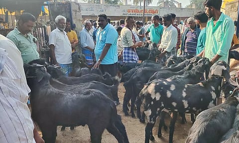 காவேரிப்பட்டினம் சந்தையில் ரம்ஜான் பண்டிகையையொட்டி ஆடுகள் விற்பனை படுஜோர்