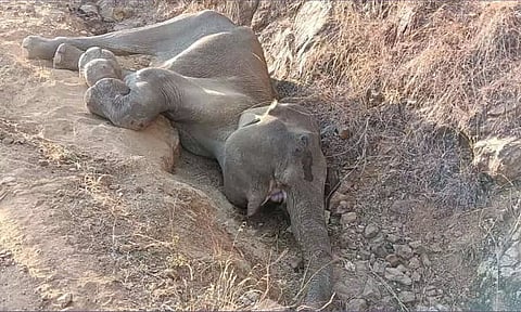 பெண் யானை அகழியில் தவறி விழுந்து உயிருக்கு போராட்டம்- வனத்துறையினர் காப்பாற்ற தீவிர முயற்சி