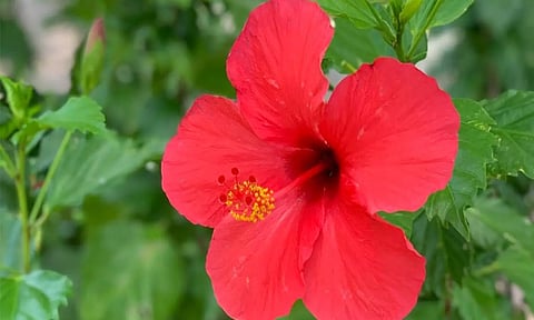 தலைமுடி பிரச்சினையை தீர்க்கும் செம்பருத்தி பூ