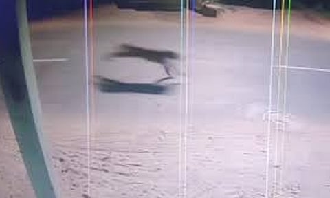 மயிலாடுதுறை தொடர்ந்து அரியலூரில் சிறுத்தை நடமாட்டம்- மருத்துவமனைக்குள் புகுந்ததால் பரபரப்பு