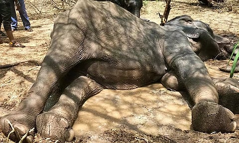 உடல்நலம் குன்றிய பெண் யானை சிகிச்சை பலனின்றி உயிரிழப்பு: குட்டி யானையை கண்காணிக்கும் வனத்துறையினர்