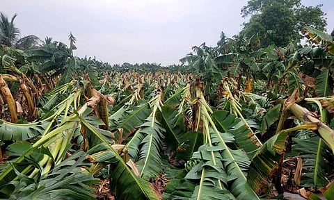 சூறாவளி காற்றுடன் பெய்த மழையால் பொதுமக்கள் அவதி- 10 ஆயிரம் வாழை மரங்கள் சேதம்