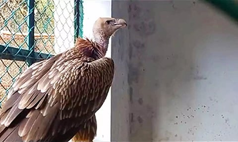 வண்டலூர் உயிரியல் பூங்காவில் இருந்து மாயம்: 1 மாதமாகியும் கழுகை கண்டுபிடிக்க முடியாமல் திணறல்