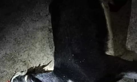 கொய்யாப்பழத்தில் மறைத்து வைத்திருந்த வெடிமருந்து வெடித்து 2 ஆடுகள் பலி