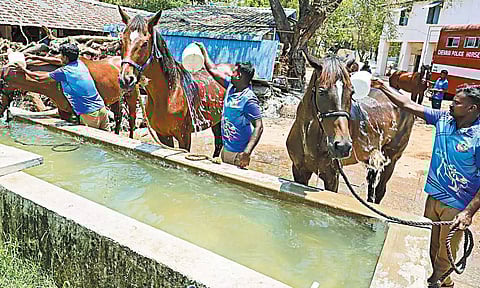 நூற்றாண்டு விழாவுக்கு தயாராகும் சென்னை போலீஸ் குதிரைப்படை