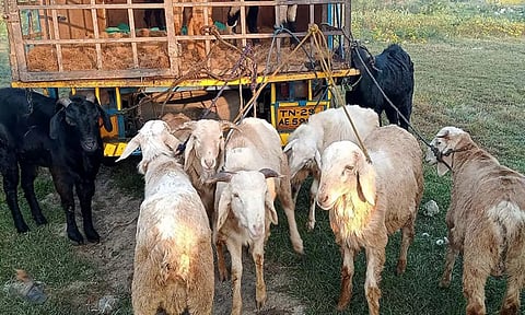 கம்பைநல்லூர் வாரச்சந்தையில் ரூ.23 லட்சத்திற்கு ஆடுகள் விற்பனை