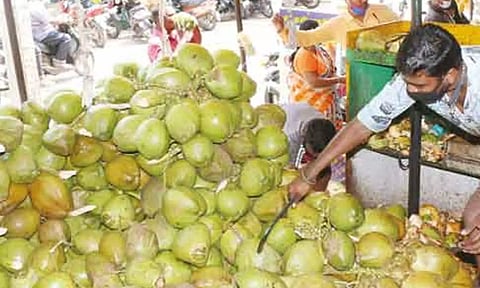 பொள்ளாச்சியில் ஒரு டன் இளநீர் பண்ணை விலை ரூ.15,500 ஆக நிர்ணயம்