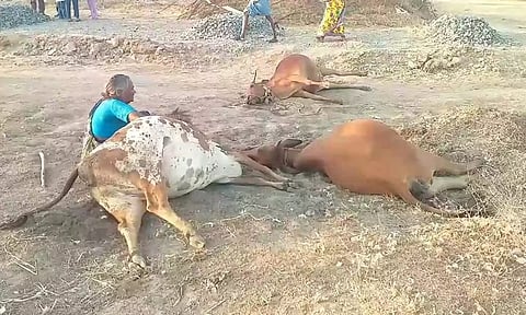 வாலாஜாபாத் அருகே 9 பசு மாடுகள் திடீர் உயிரிழப்பு- விஷம் கலந்த உணவு கொடுக்கப்பட்டதா?