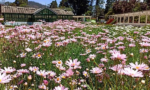 ஊட்டி தாவரவியல் பூங்காவில் பூத்துக்குலுங்கும் மலர்களை கண்டு சுற்றுலா பயணிகள் உற்சாகம்