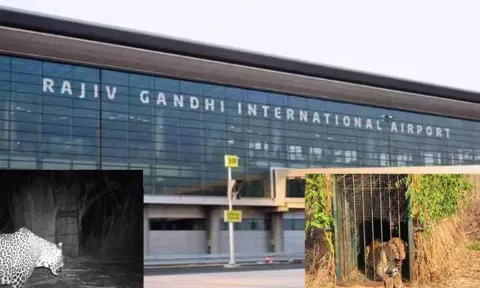 விமான நிலையத்திற்குள் புகுந்த சிறுத்தை கூண்டில் சிக்கியது