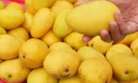 மாம்பழங்களை இப்படி பார்த்து வாங்குங்க...