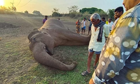 மின்சாரம் தாக்கி மக்னா யானை பலி