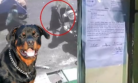 சிறுமியை கடித்த 2 நாய்களையும் 7 நாட்களுக்குள் அப்புறப்படுத்த வேண்டும்- சென்னை மாநகராட்சி நோட்டீஸ்