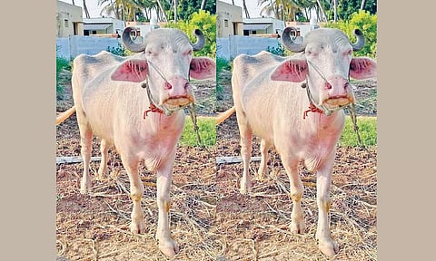 வெள்ளை நிற அல்பினோ வகை எருமை: ஆச்சரியத்துடன் பார்த்து செல்லும் பொதுமக்கள்