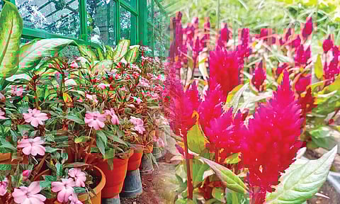 சுற்றுலா பயணிகளின் வருகை அதிகரிப்பு: ஏற்காட்டில் சாரல் மழையால் களை கட்டிய குளு குளு சீசன்