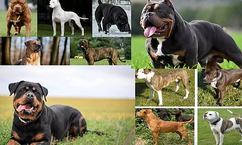 தமிழகத்தில் 23 வகை நாய் இனங்களுக்கு தடை