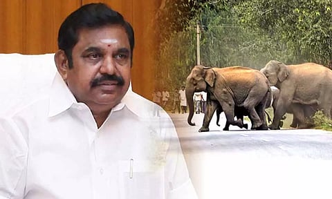 யானை வழித்தட வரைவு அறிக்கையை செயல்படுத்த தி.மு.க. அரசு முனைப்பு காட்டுவது ஏன்? எடப்பாடி பழனிசாமி