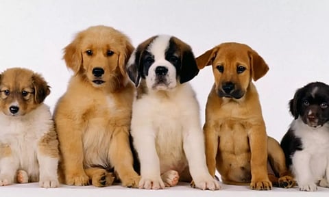 செல்லப்பிராணிகளுக்கு உரிமம் பெறுவது எப்படி?