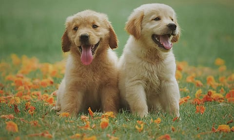 செல்லப்பிராணிகளுக்கு உரிமம் பெற ஒரே வாரத்தில் 6,713 பேர் விண்ணப்பம்