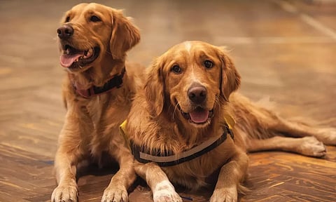 செல்லப்பிராணிகள் உரிமம்: முறையான ஆவணங்கள் இல்லாததால் 3,500 விண்ணப்பங்கள் நிராகரிப்பு