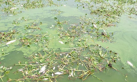 அணையில் செத்து மிதக்கும் மீன்களை காணலாம்.