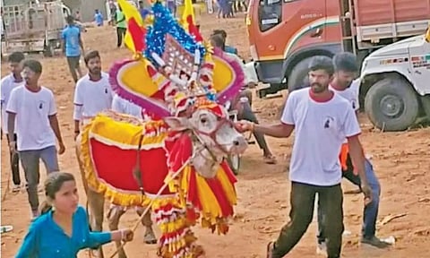 பேட்டராய சுவாமி கோவில் திருவிழாவையொட்டி எருதாட்டம் விழா