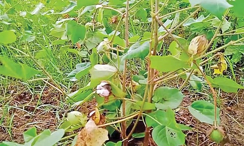 40 ஆயிரம் ஏக்கர் பருத்தி வயல்களில் தண்ணீர் தேங்கியது- பஞ்சின் நிறம் மாறுவதால் மகசூல் இழப்பு ஏற்படும் அபாயம்