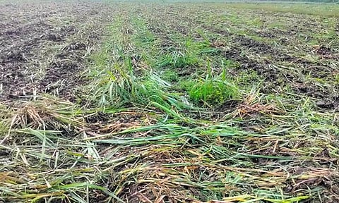 10 ஏக்கர் வாழை, கரும்பு பயிர்களை சேதப்படுத்திய மர்ம நபர்கள்