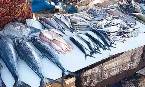 தடை காலம் எதிரொலி: மீன் விலை 2 மடங்கு அதிகரிப்பு