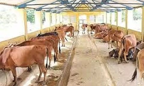 மாட்டு தொழுவங்களுக்கு லைசென்ஸ் கட்டாயம்- சென்னை மாநகராட்சி