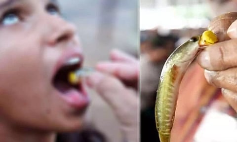 ஆஸ்துமா நோயாளிகளுக்கு மீன் பிரசாதம்