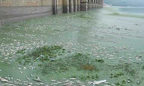 கிருஷ்ணகிரி கே.ஆர்.பி. அணையில் 7 டன் மீன்கள் செத்து மிதந்தன: ரசாயன கழிவுநீர் கலந்த தண்ணீர் காரணமா?