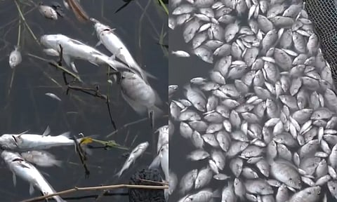 பெரியாறு ஆற்றில் செத்து மிதந்த மீன்கள்- விசாரணைக்கு உத்தரவு