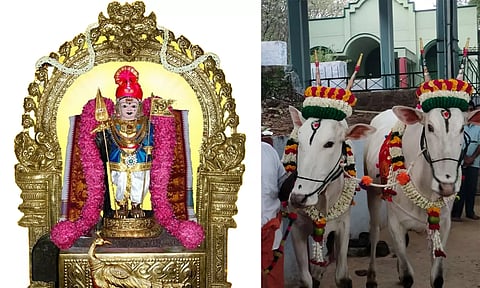 படிக்கட்டுகள் ஏறி  முருகனை தரிசிக்கும் மாடுகள்