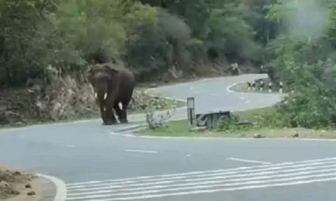 அந்தியூர் அடுத்த பர்கூர் மேற்கு மலைப்பகுதியில் உலா வரும் ஒற்றை காட்டு யானை