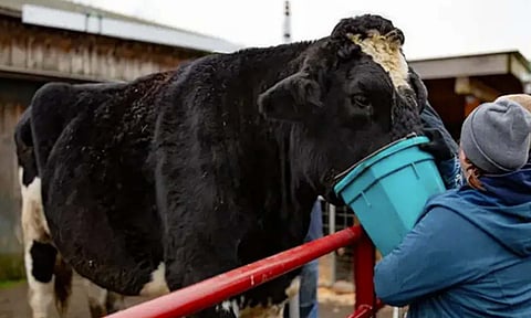 கின்னஸ் சாதனை படைத்த உயரமான காளை- வீடியோ வைரல்