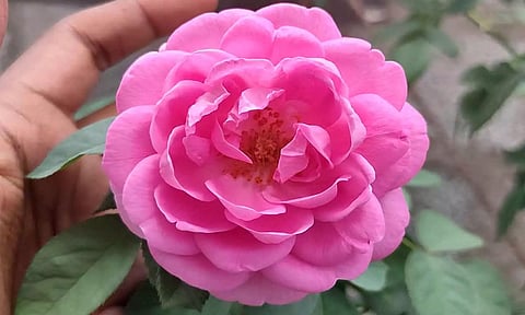 ரோஜா செடியில் அடர்த்தியாக பூ வளர சில  டிப்ஸ்..!