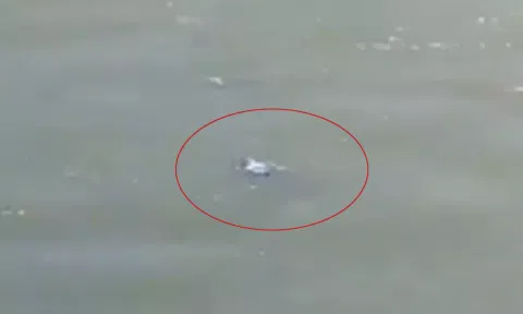ஜீலம் ஆற்றில் விழுந்த குழந்தை பத்திரமாக மீட்பு - வீடியோ வைரல்
